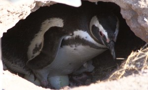 nesting penguin Patagonia