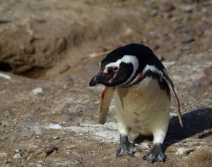 embattled penguin