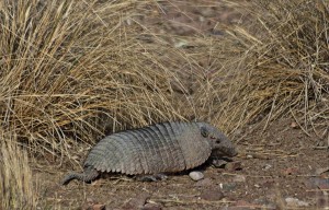 Armadillo!