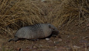 armadillo Patagonia