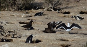 skewer stealing penguin eggs