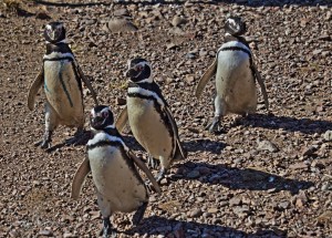 Patagonia penguins