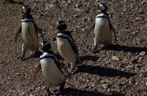 Patagonia penguins