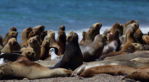 seals Patagonia