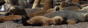 seal pups Patagonia