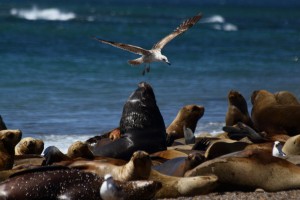 sea lions Patagonia