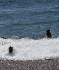 seals in surf Patagonia