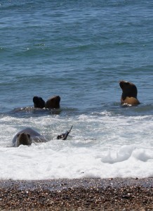 seals in surf Patagonia