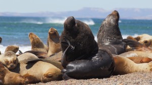 sea lions Patagonia