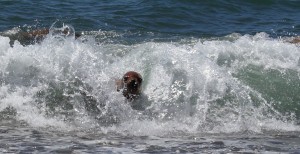 seal in surf Patagonia