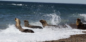 seals in surf Patagonia