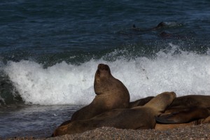 seals Patagonia