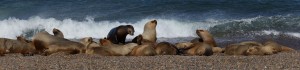 seals on beach Patagonia