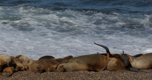 beach seals Patagonia