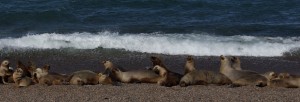 Patagonia seals on beach