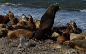 sea lions Patagonia