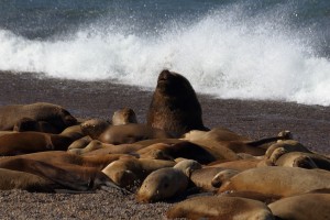 sea lions Patagonia