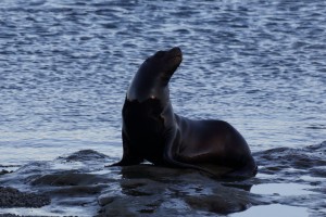 lone seal Patagonia