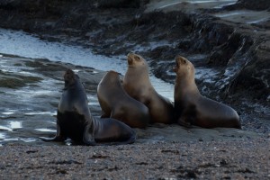 seals Patagonia