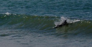 Patagonia dolphin in surf