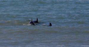 dolphins Patagonia