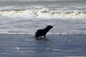 lone seal pup Patagonia