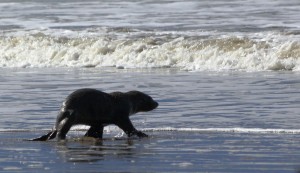 lone seal pup Patagonia