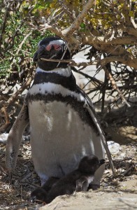 patagonia penguins