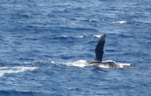 A wave from Wally Whale