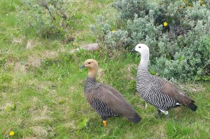 Geese Tierra del Fuego