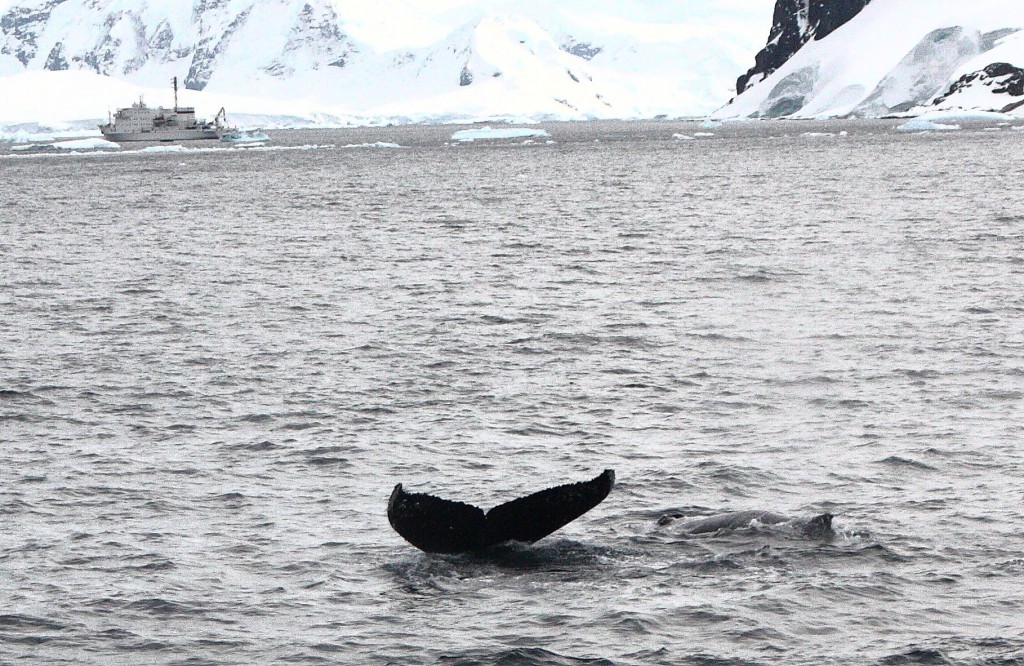 whale Antarctica