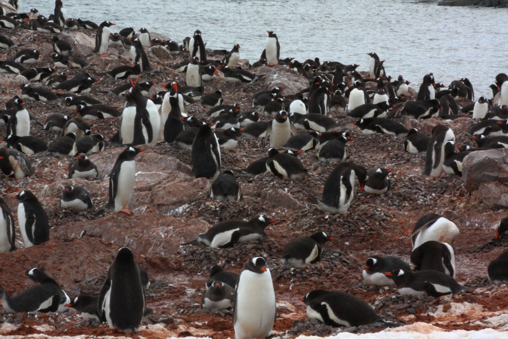 Penguins Antarctica