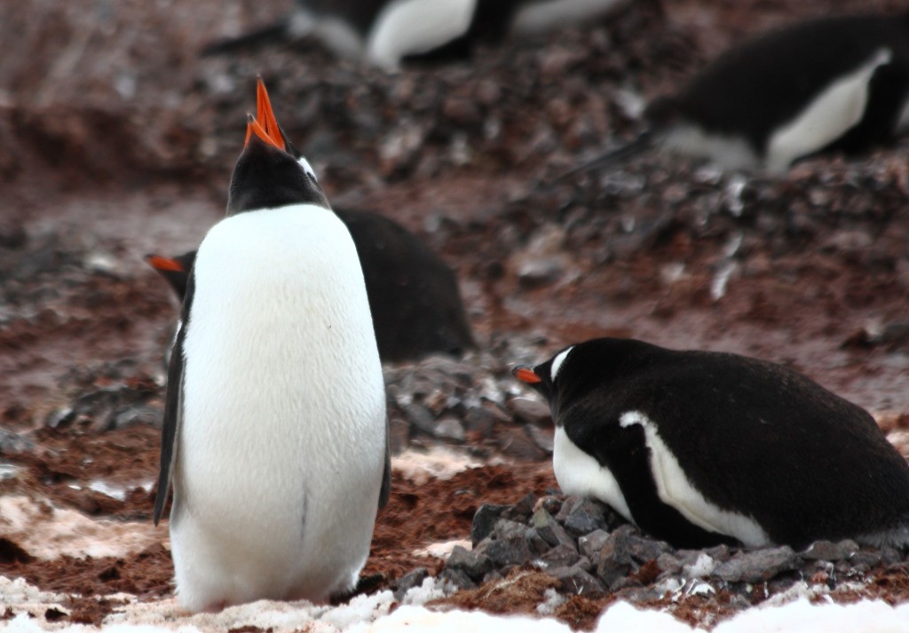 Penguins Antarctica