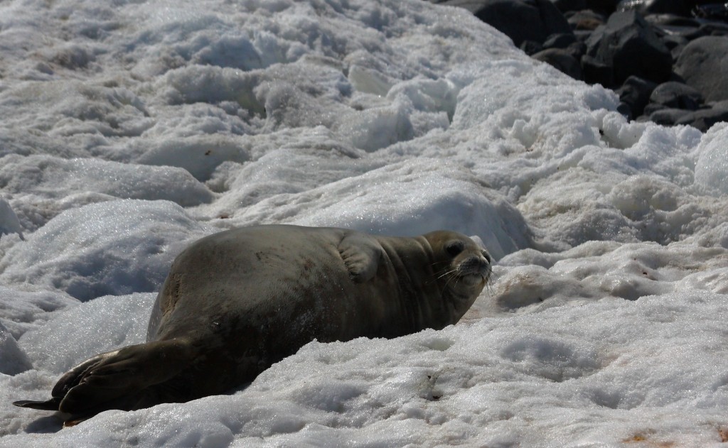 seal Antarctica