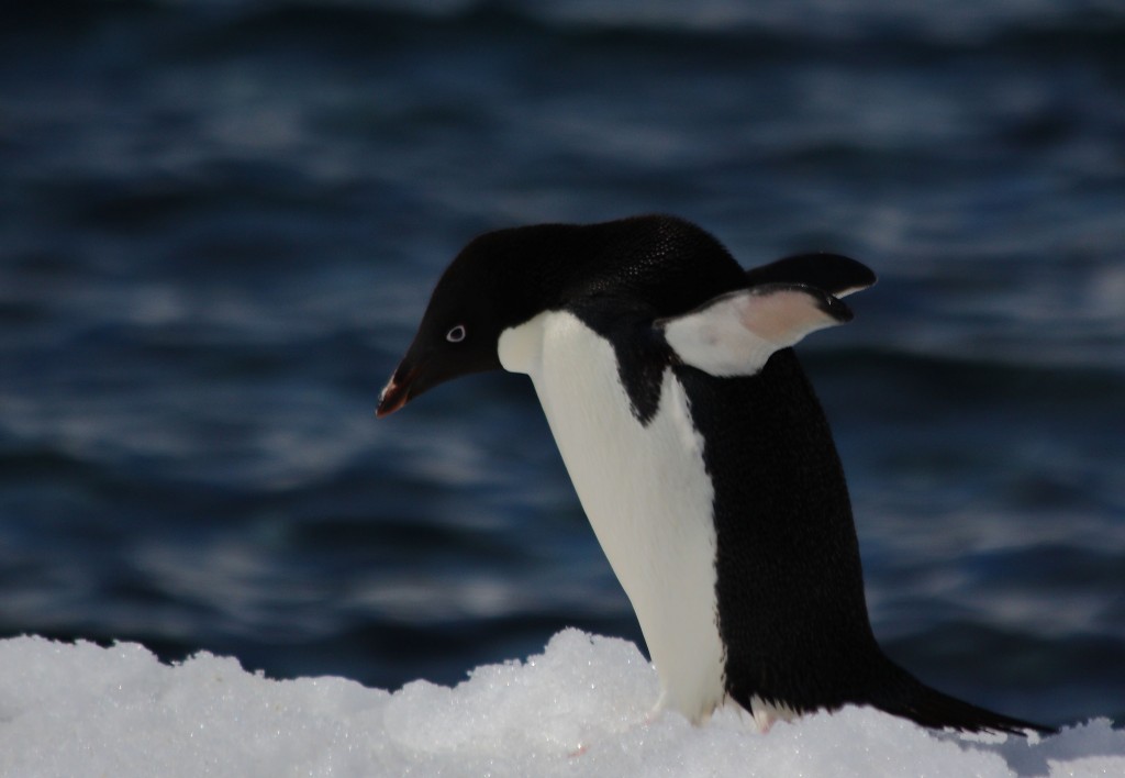 adelie penguin Antarctica