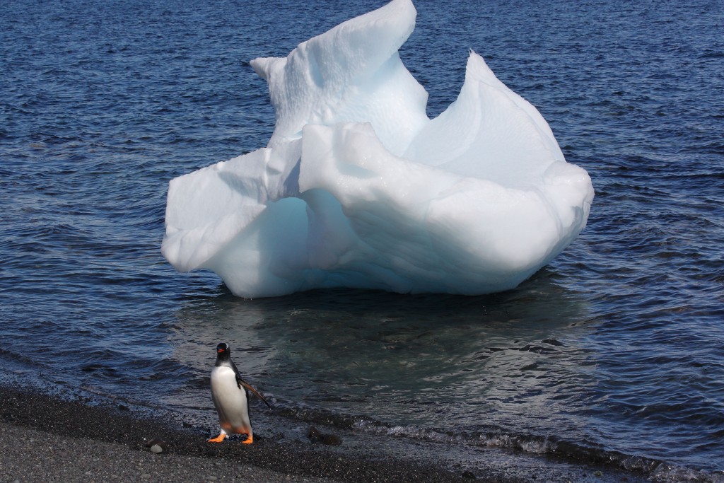 penguin and ice Antarctica