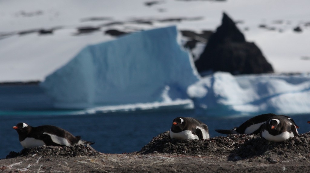 nesting penguins Antarctica