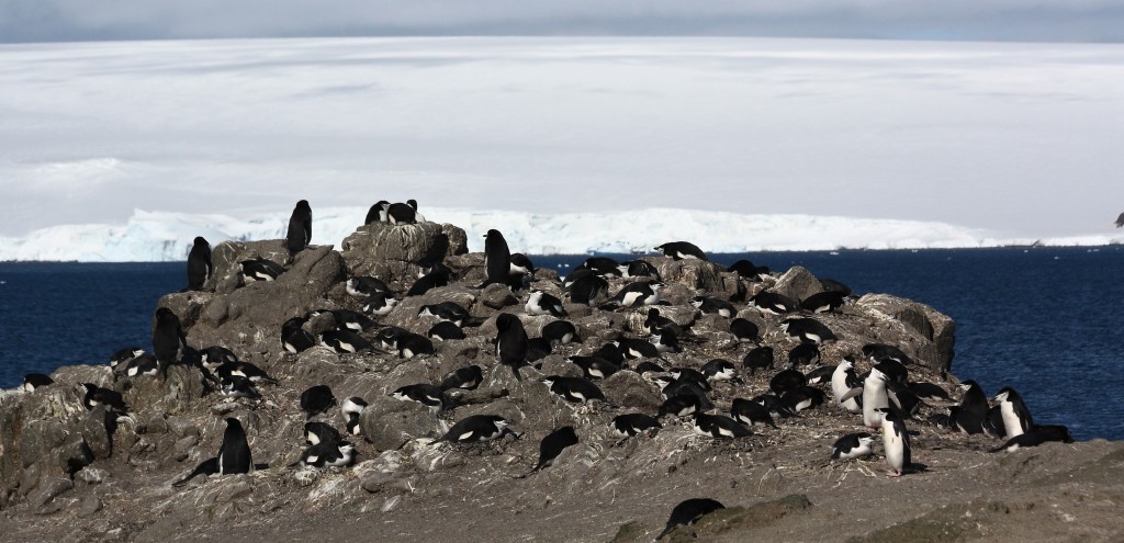 penguins Antarctica