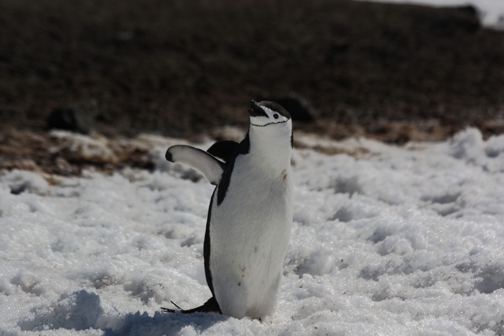 chinstrap penguin Antarctica