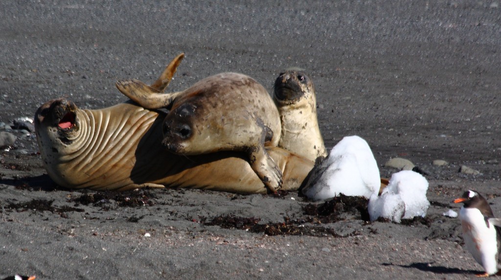 fighting seals Antarctica