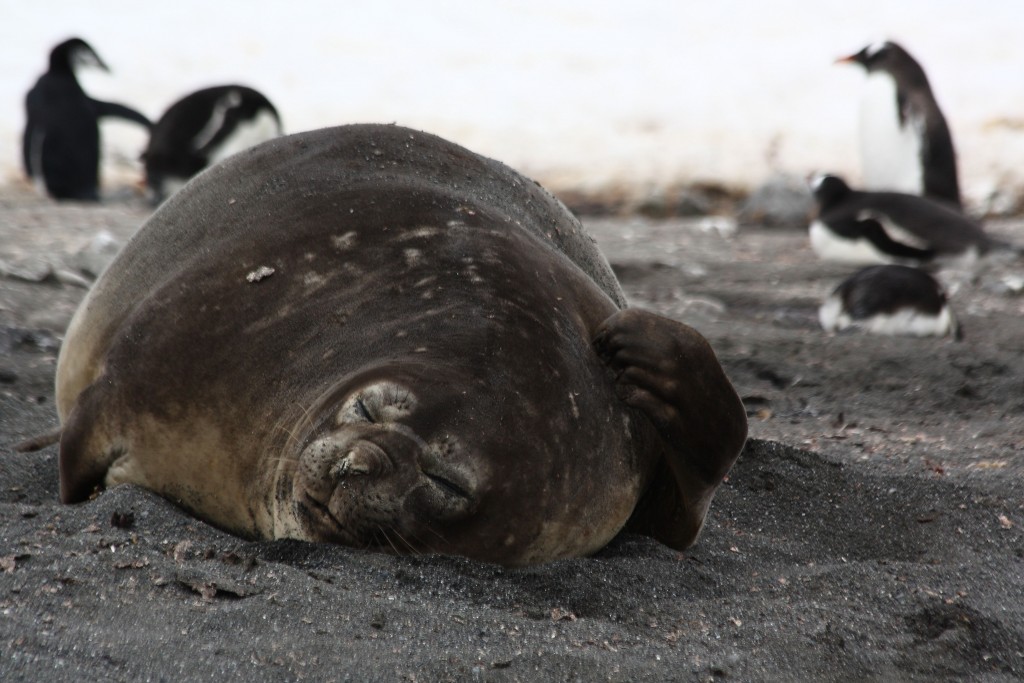 fat seal Antarctica