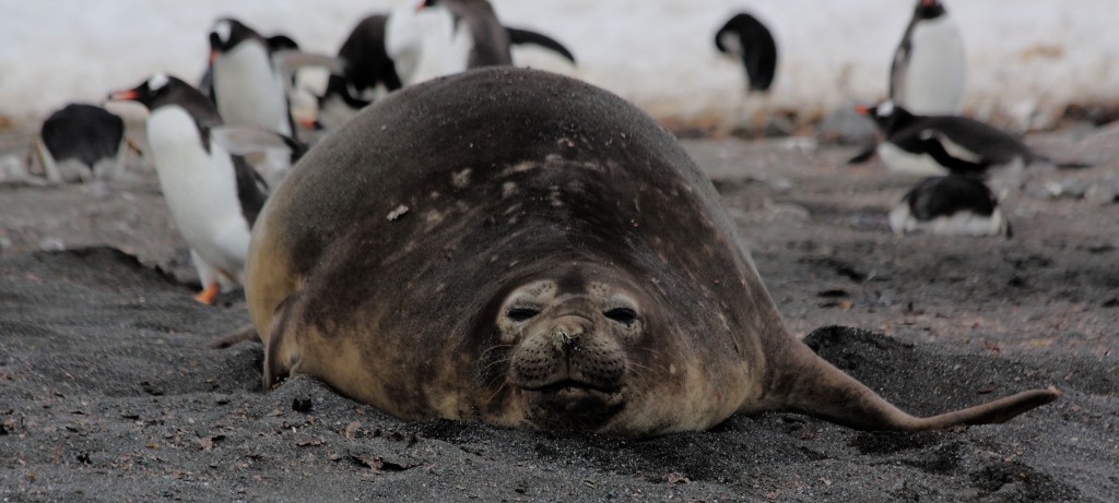 Fat seal Antarctica