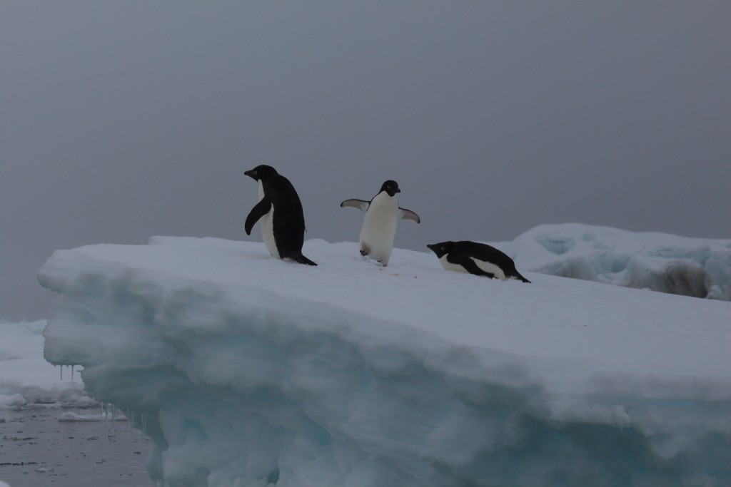 Penguins Antarctica