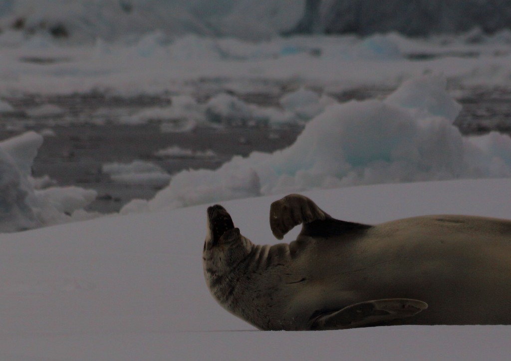 seal Antarctica