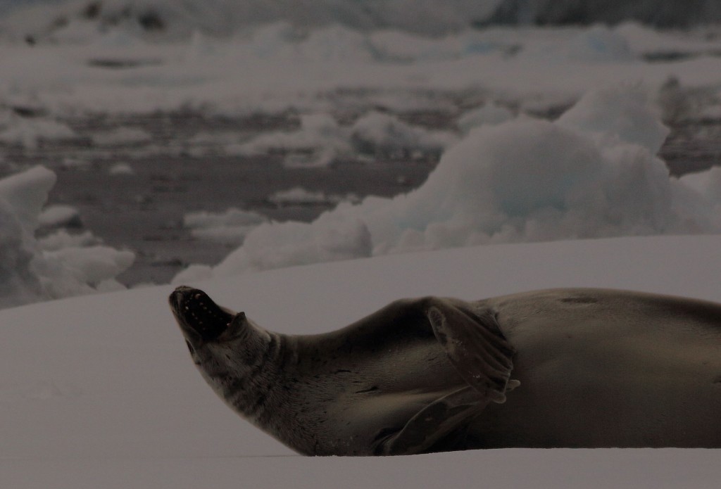 yawning seal Antarctica