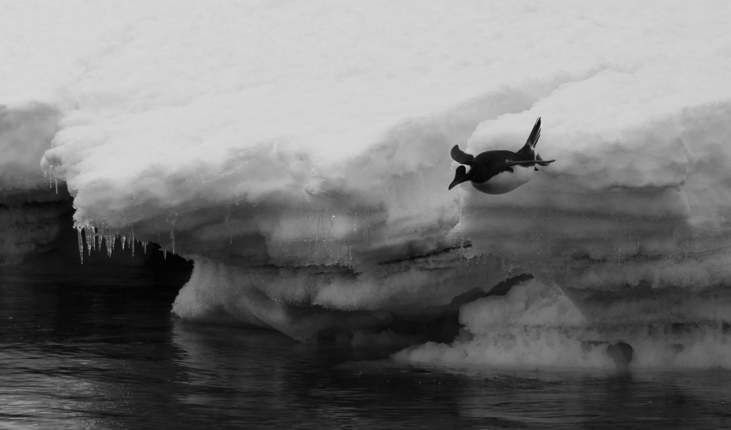 diving penguin Antarctica