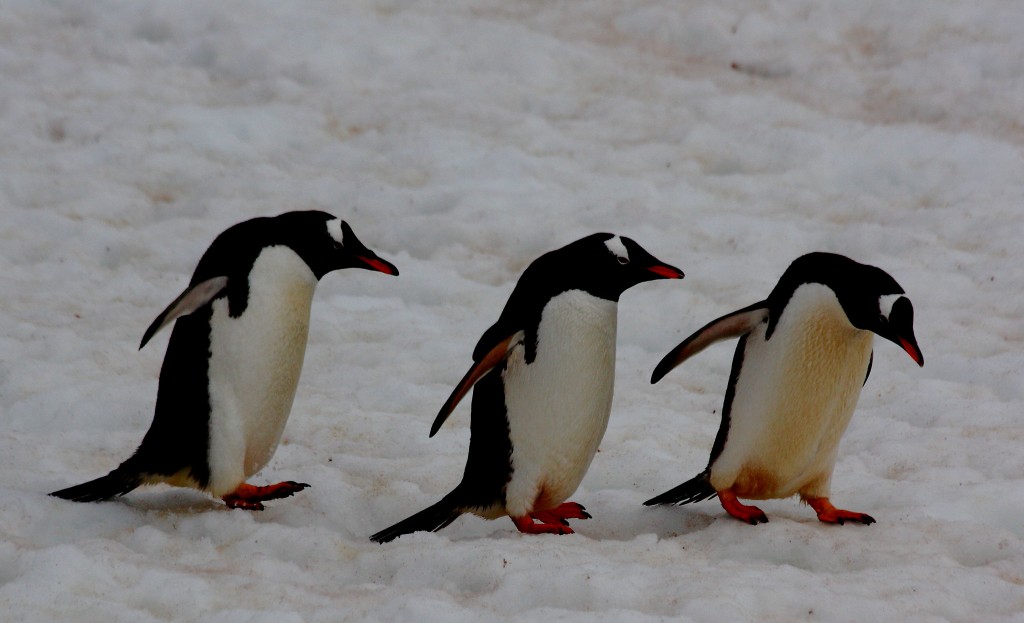 penguins Antarctica