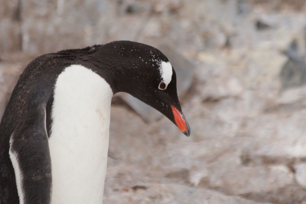 penguin Antarctica