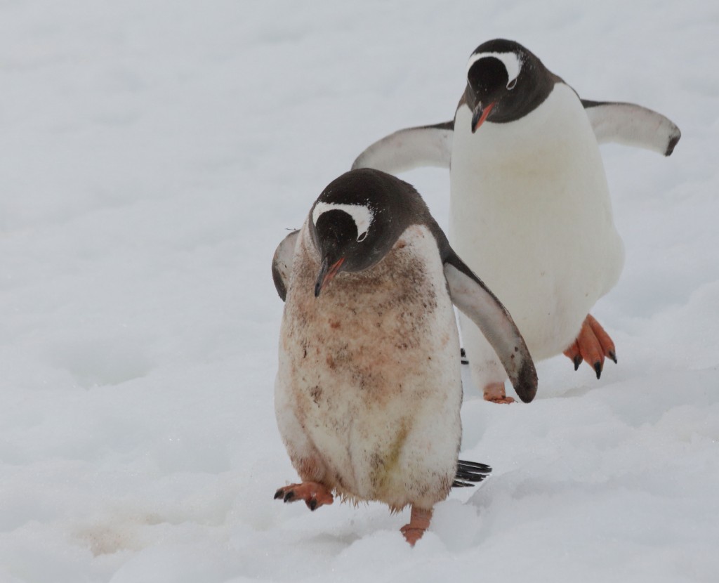 penguins Antarctica