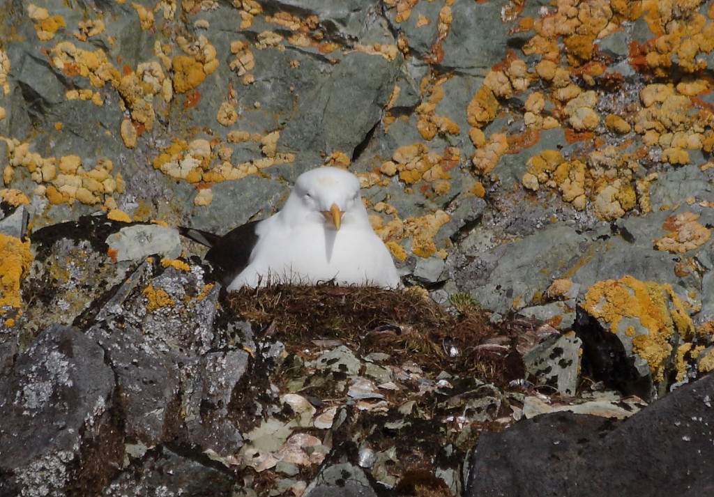 birds Antarctica